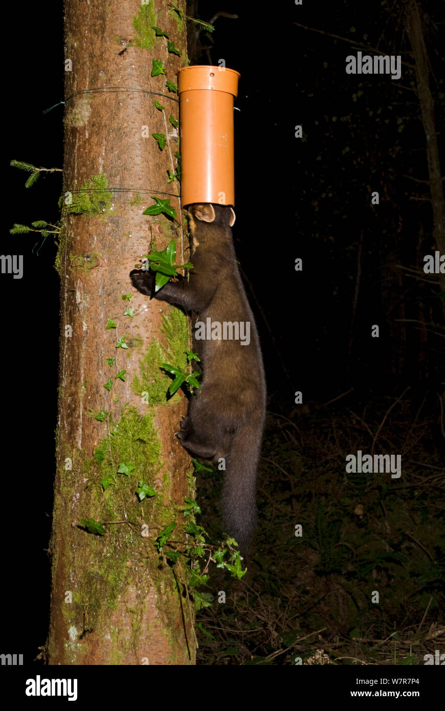La martre (Martes martes) trouver des appâts dans le tube en plastique, de gauche à recueillir des échantillons de cheveux pour l'analyse d'ADN pour l'étude de l'interdépendance et la distribution de la martre. La martre d'une recherche menée par l'Institut de technologie de Waterford, Irlande. Piège de la caméra photo. Septembre 2009 Banque D'Images