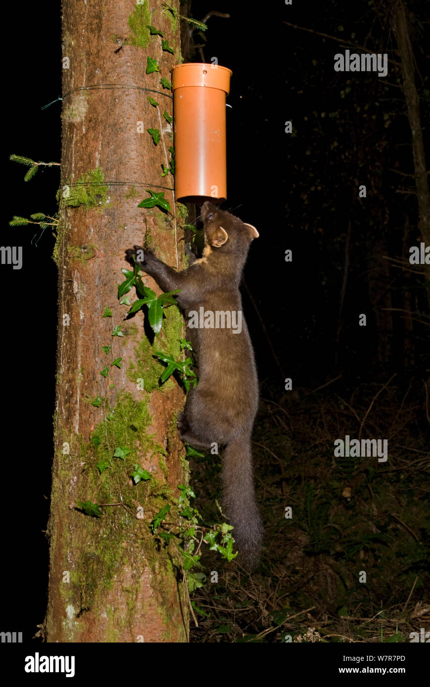 La martre (Martes martes) trouver des appâts dans le tube en plastique, de gauche à recueillir des échantillons de cheveux pour l'analyse d'ADN pour l'étude de l'interdépendance et la distribution de la martre. La martre d'une recherche menée par l'Institut de technologie de Waterford, Irlande. Piège de la caméra photo. Septembre 2009 Banque D'Images