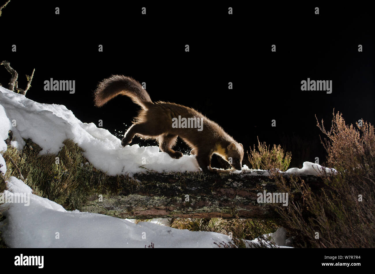 La martre (Martes martes) marcher sur la neige couverts log, Black Isle, Ecosse, Royaume-Uni. Mars 2013. Photographié par piège de l'appareil photo. Banque D'Images