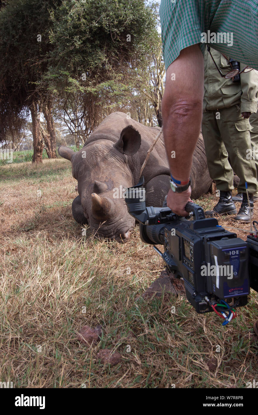 Le cameraman de la BBC Mike Fox tournage Elvis, un élevés au rhinocéros noir (Diceros bicornis) à Lewa Wildlife Conservancy, pendant le tournage de la série BBC 'Afrique', Kenya, juillet 2012 Banque D'Images