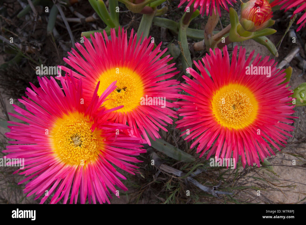 Usine à glace (Cephalophyllum) coniforme constitue des fleurs, le Namaqualand, Afrique du Sud, août. Banque D'Images