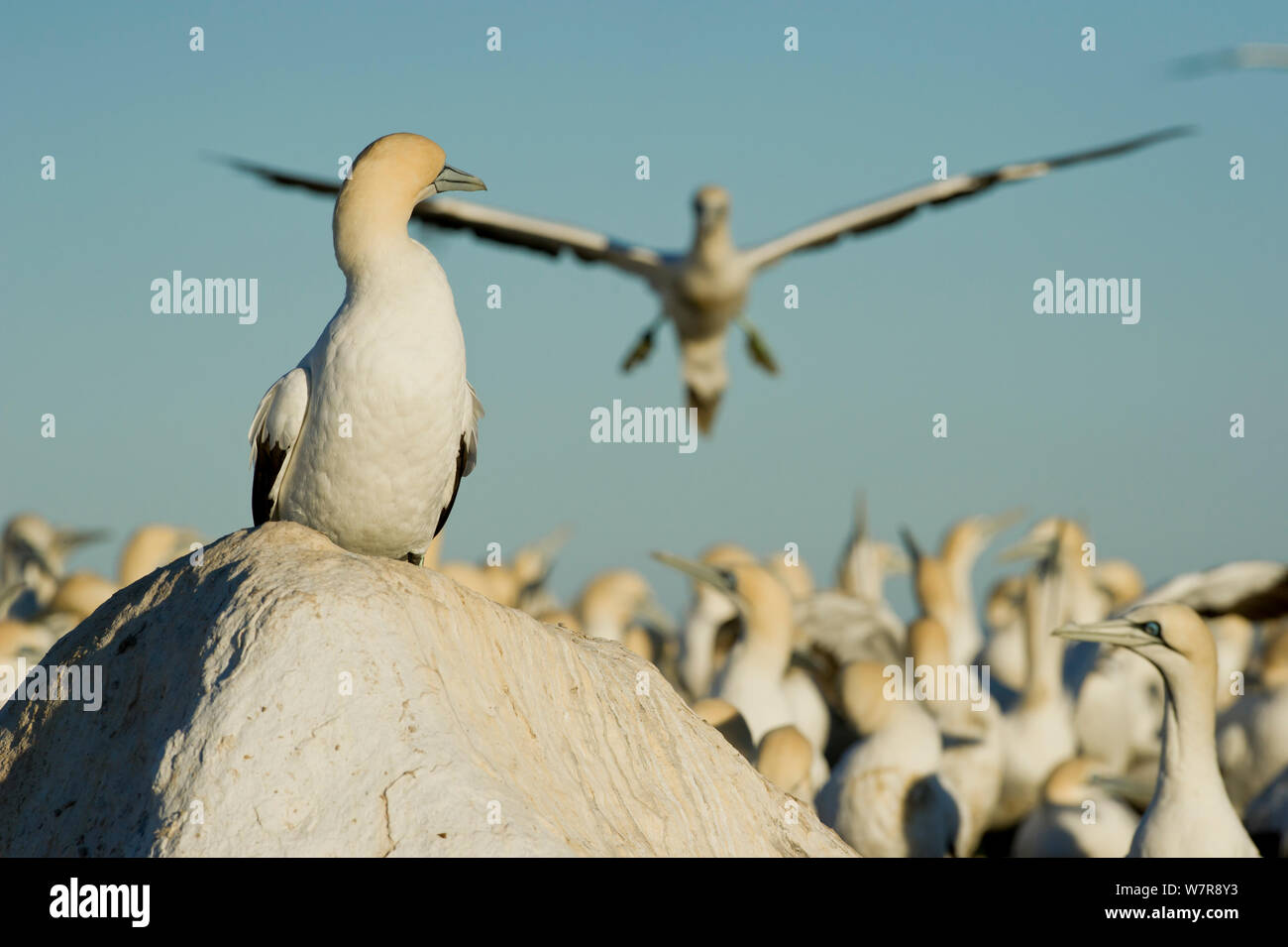 Cape de Bassan (Morus capensis) à la colonie sur l'île de roche, Réserve naturelle d'oiseaux, Lambert's Bay, côte ouest, Afrique du Sud. Banque D'Images