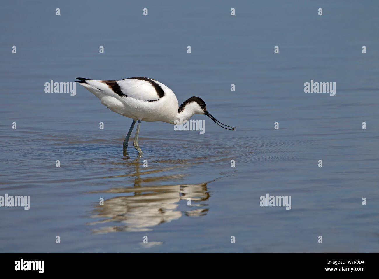 Avocette élégante Recurvirostra Avocetta (alimentation) en lagune côtière, le CLAJ réserver, Norfolk, Mai Banque D'Images