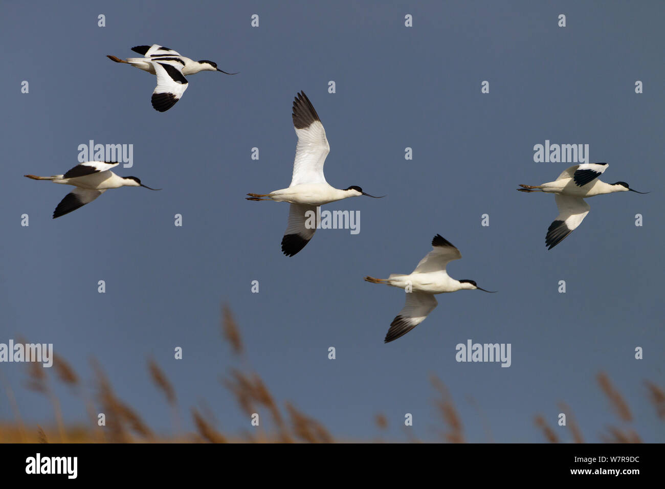 (Avocettes Recurvirostra avocetta) en vol, le CLAJ réserver, Norfolk, Mai Banque D'Images