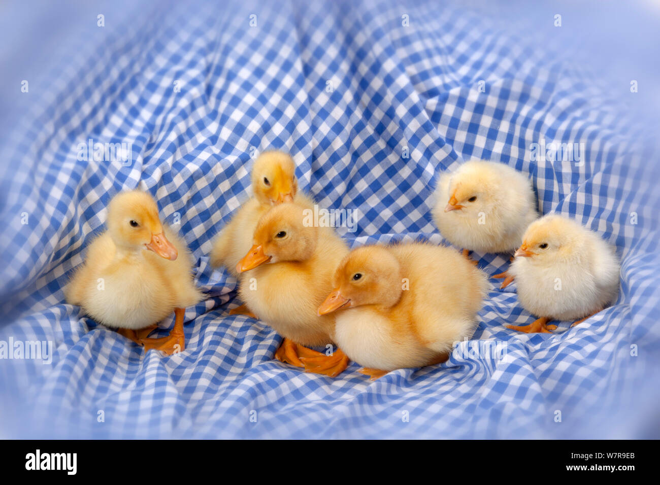 À l'éclosion, les canetons sur tissu vichy Banque D'Images