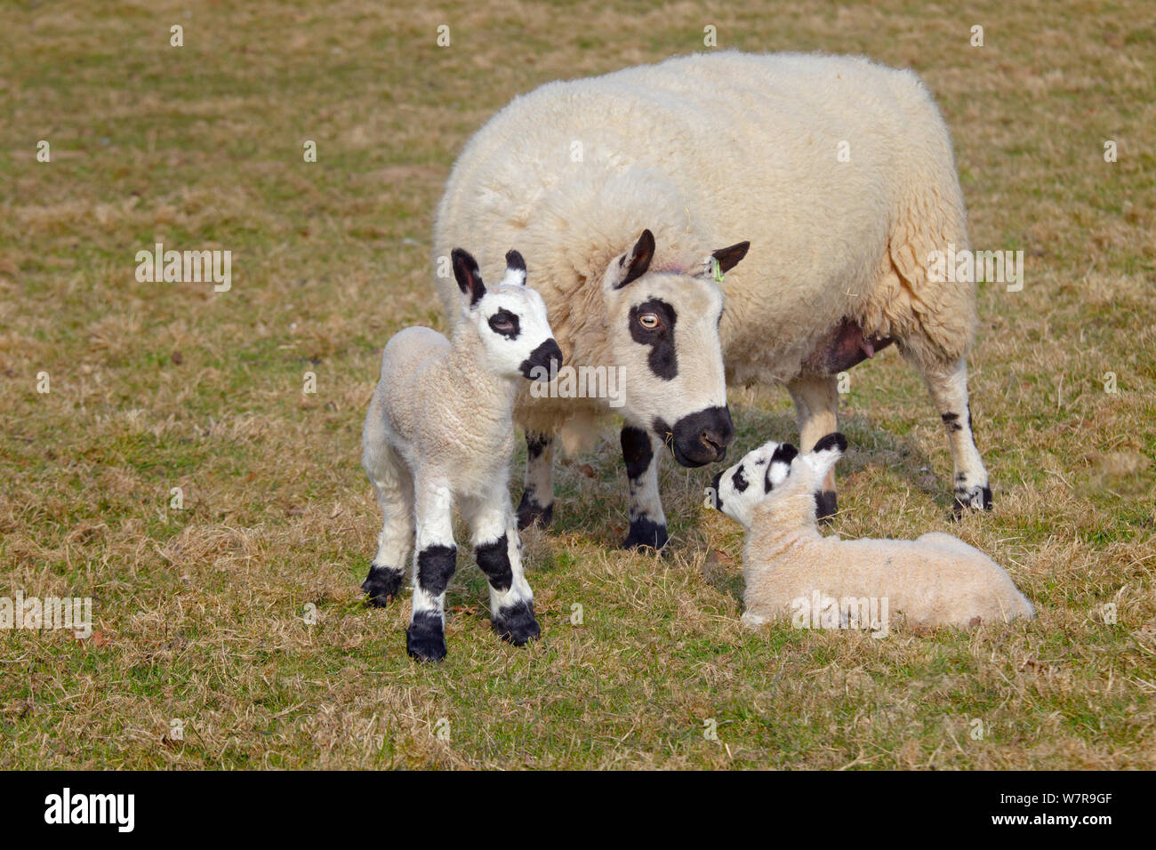 Kerry Hill les moutons et agneaux Brebis, UK, avril Banque D'Images