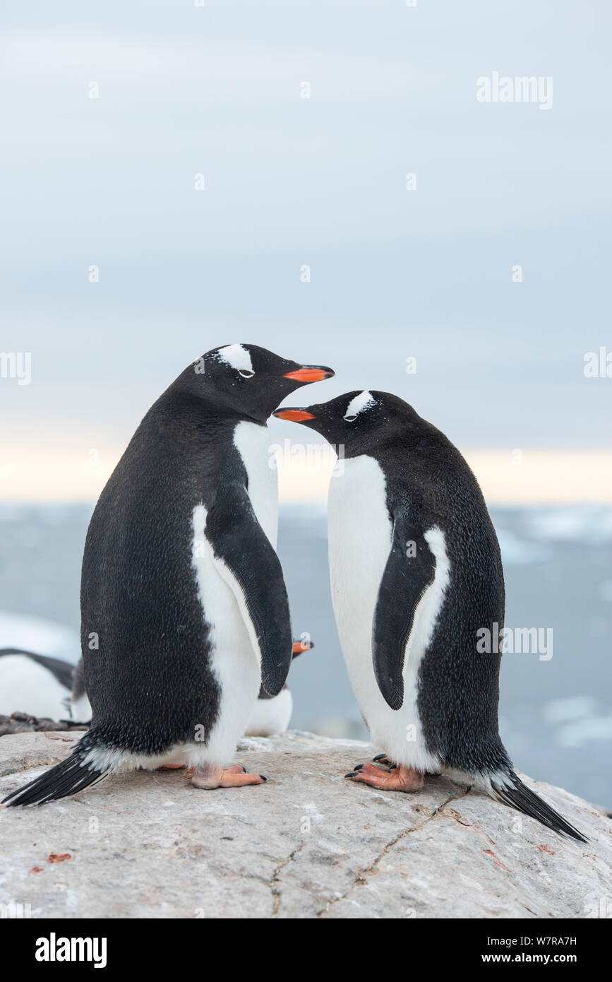 Gentoo pingouin (Pygoscelis papua) paire, l'Île Petermann, Péninsule Antarctique, l'Antarctique Banque D'Images