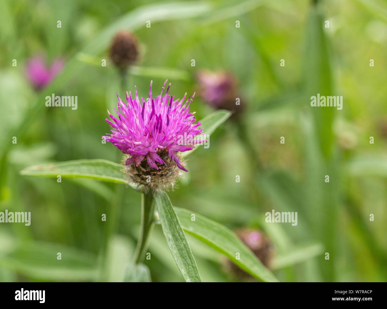 Violet floraison unique chef de la centaurée commune / Centaurea nigra. Une  fois utilisé comme une plante médicinale de la phytothérapie Photo Stock -  Alamy