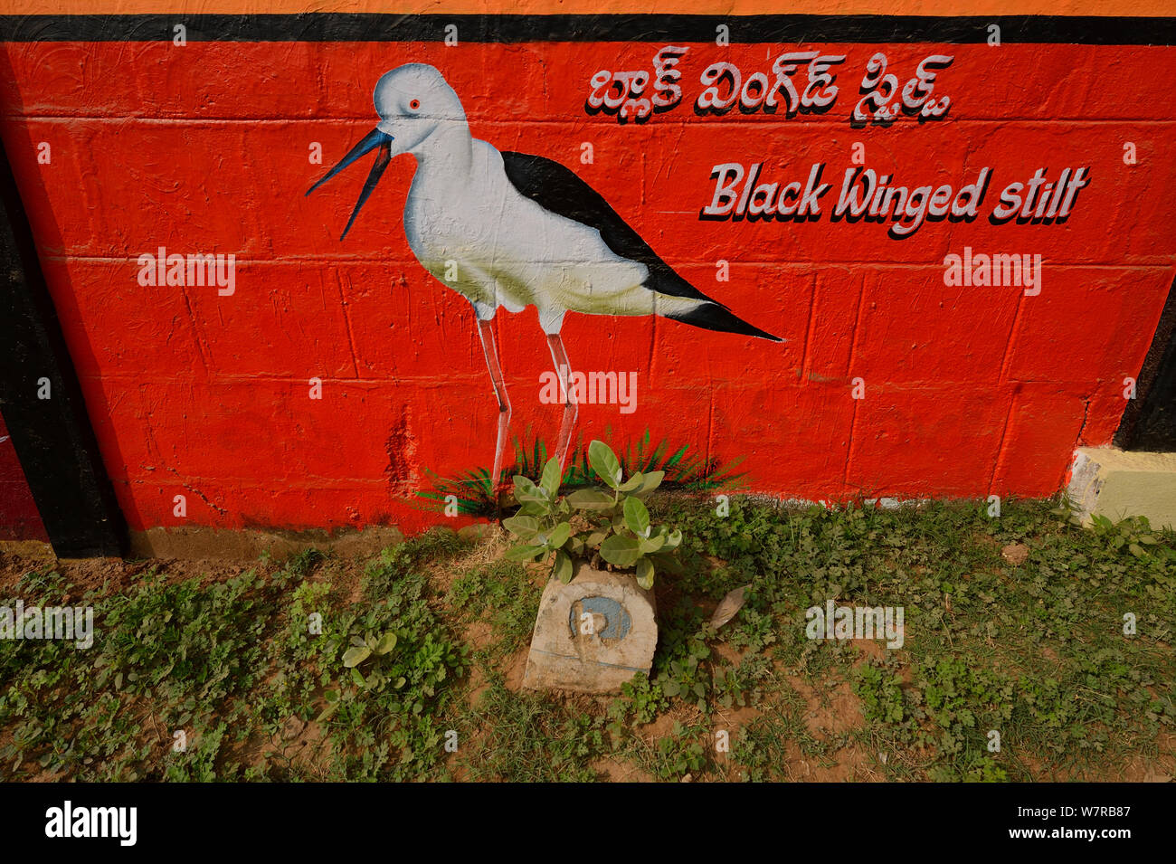 Photo murale d'une Black winged Stilt (Himantopus himantopus) Lac Pulicat, Tamil Nadu, Inde, janvier 2013. Banque D'Images