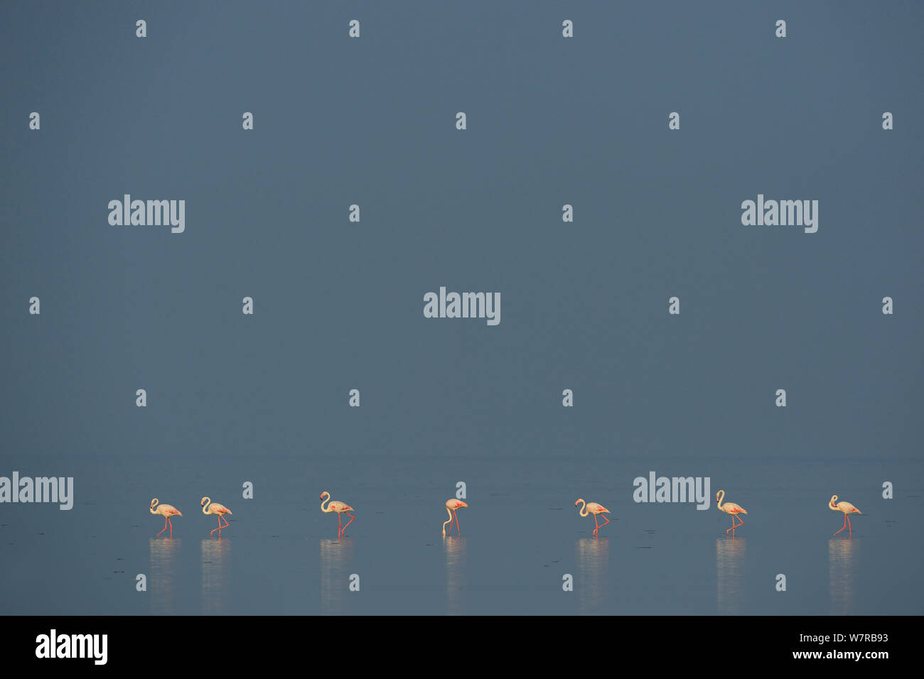 Des flamants roses (Phoenicopterus roseus eurasienne) sont alignés sur le lac Pulicat, Tamil Nadu, Inde, janvier 2013. Banque D'Images