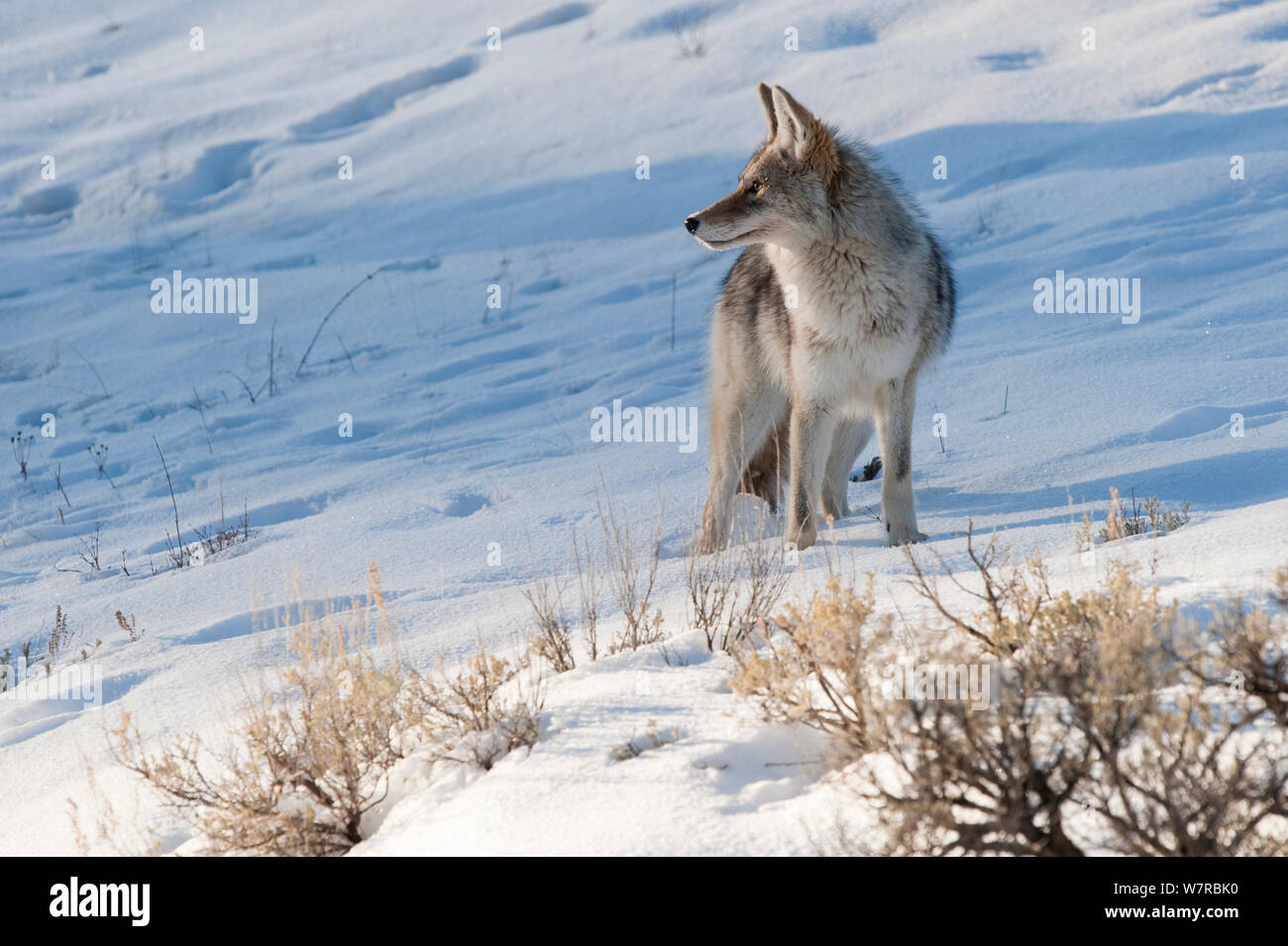 Le Coyote (Canis latrans) avec debout dans la neige, Parc National de Yellowstone, Wyoming, USA. Février. Banque D'Images