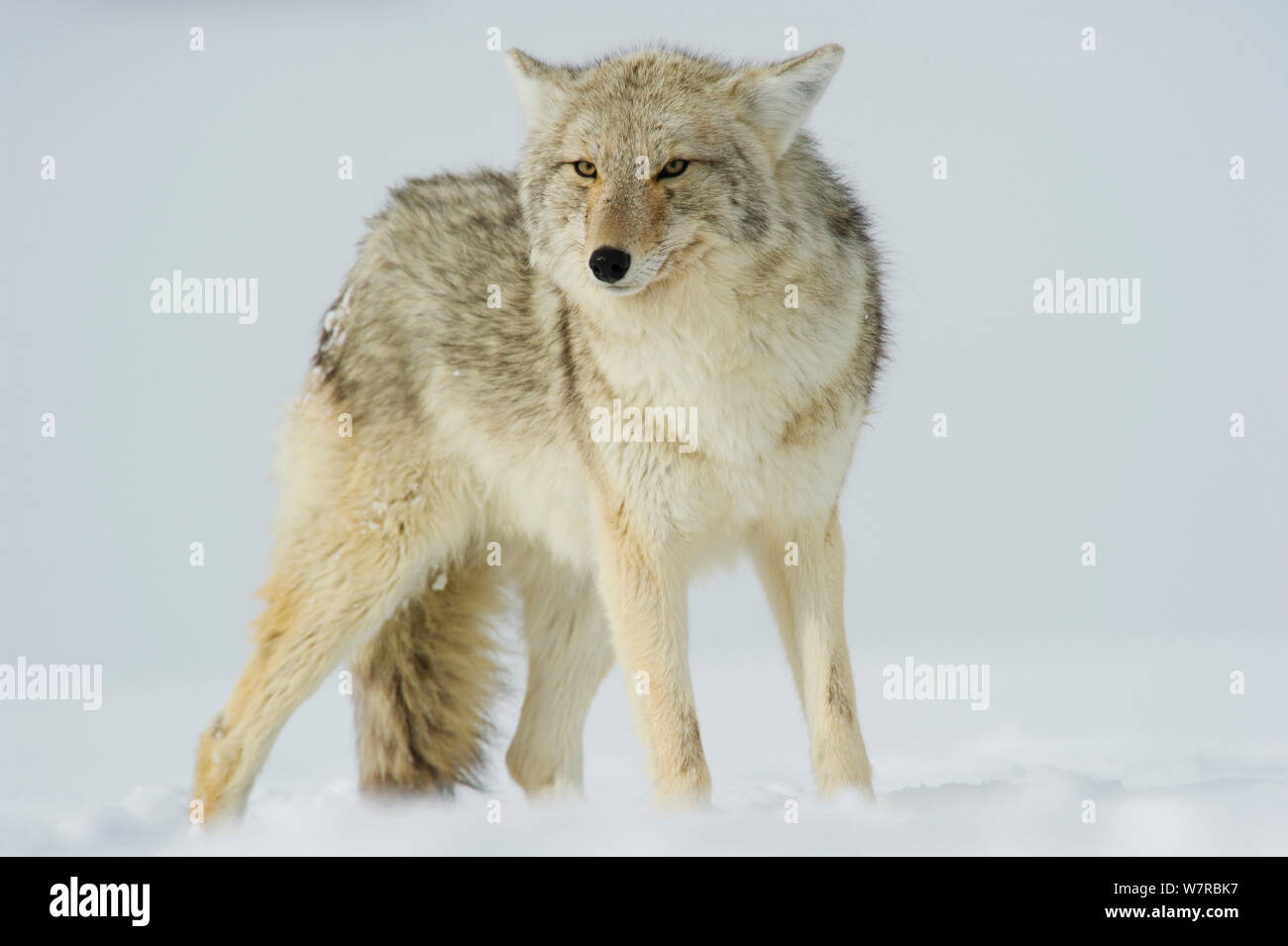 Le Coyote (Canis latrans) avec les oreilles vers l'arrière debout dans la neige, Parc National de Yellowstone, Wyoming, USA. Février. Banque D'Images