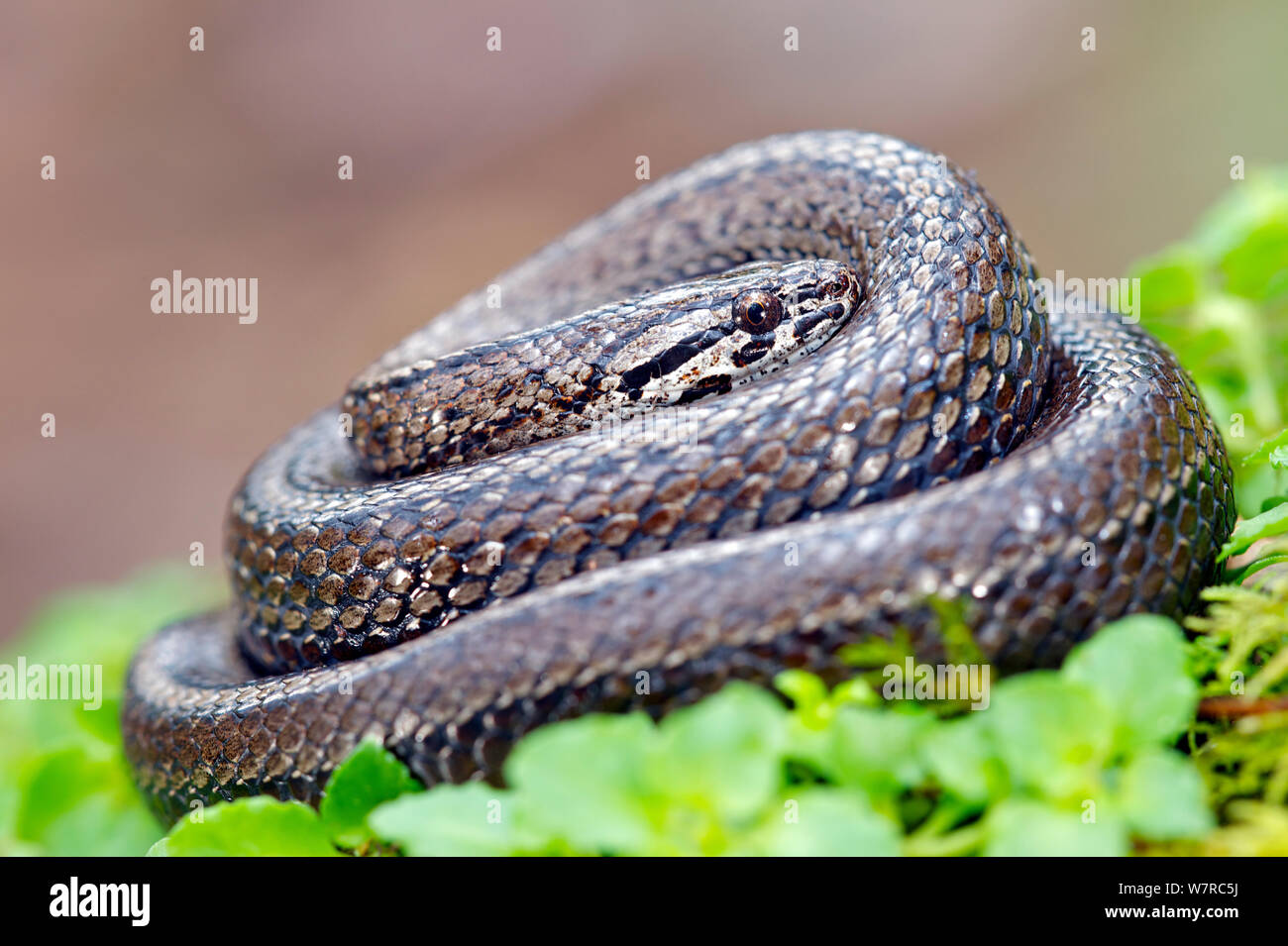 Serpent mince chilienne (Tachymenis chilensis chilensis) Contulmo Monument naturel, chili, Décembre Banque D'Images