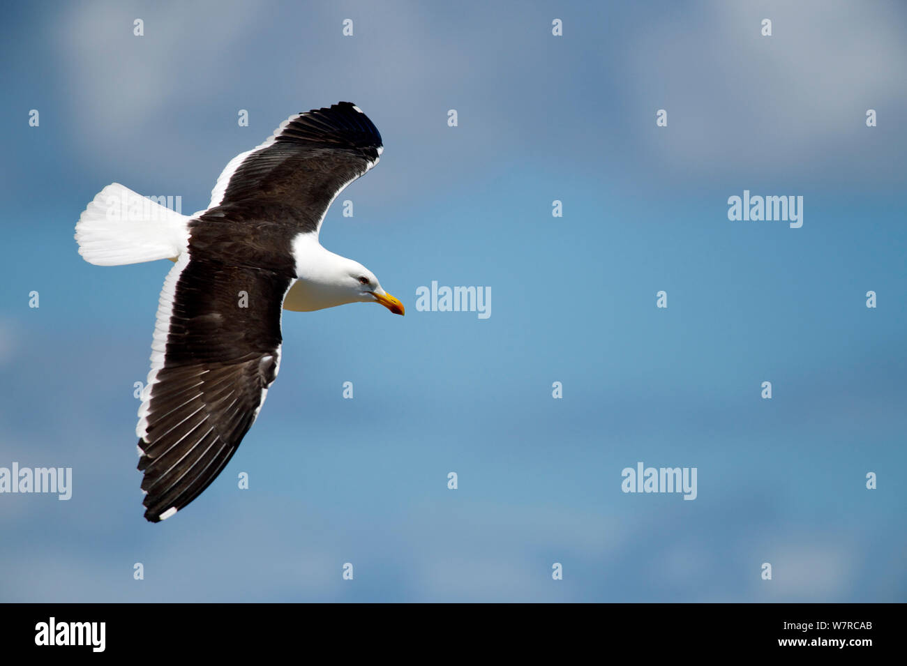 Varech adultes Gull (Larus dominicanus) en vol, de l'île Mocha, Chili, décembre Banque D'Images