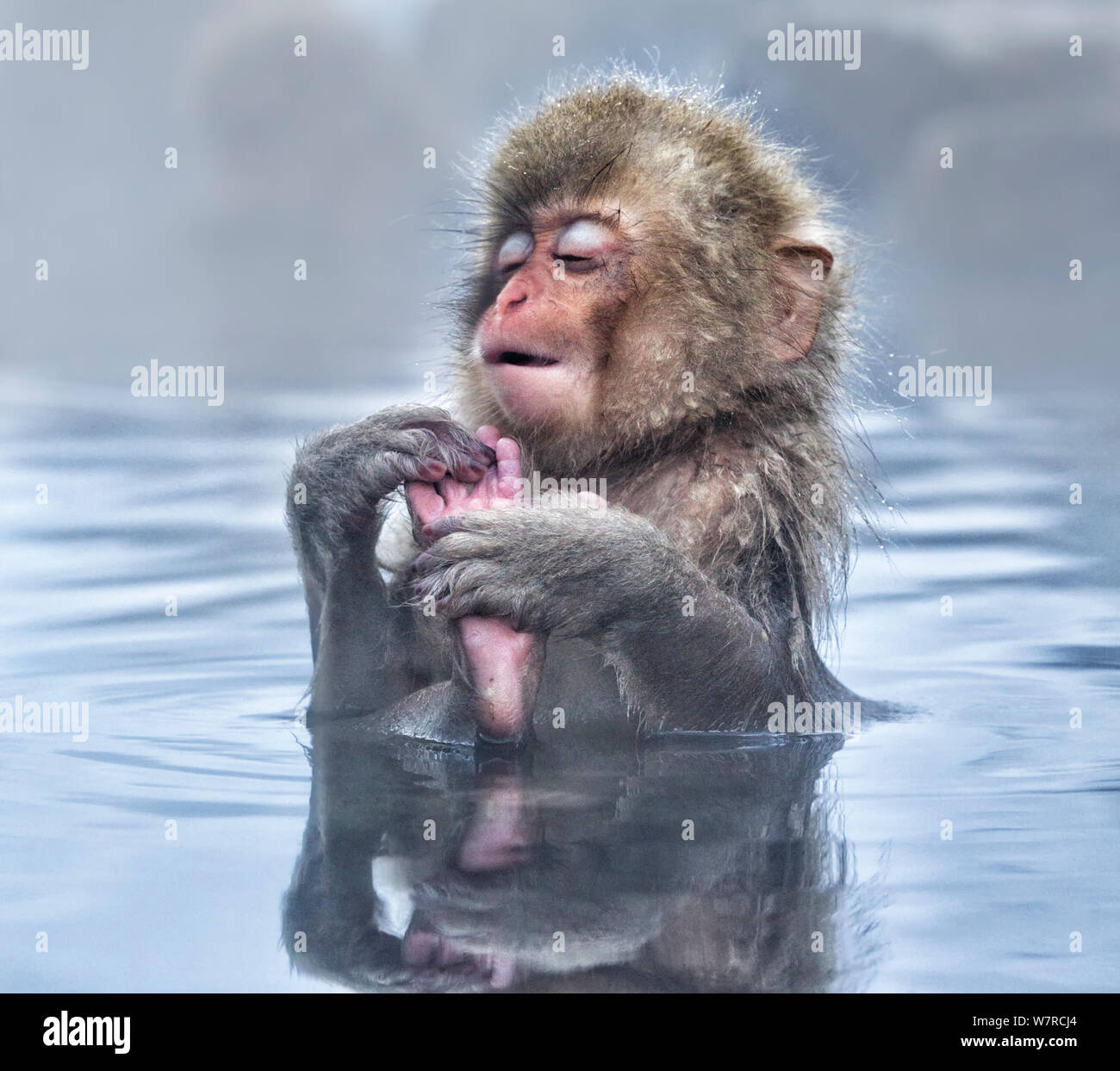 Macaque Japonais Macaca Fuscata Bebe Beneficiant D Un Moment De Detente Dans Le Hot Spring En Jigokudani Au Japon Janvier Photo Stock Alamy