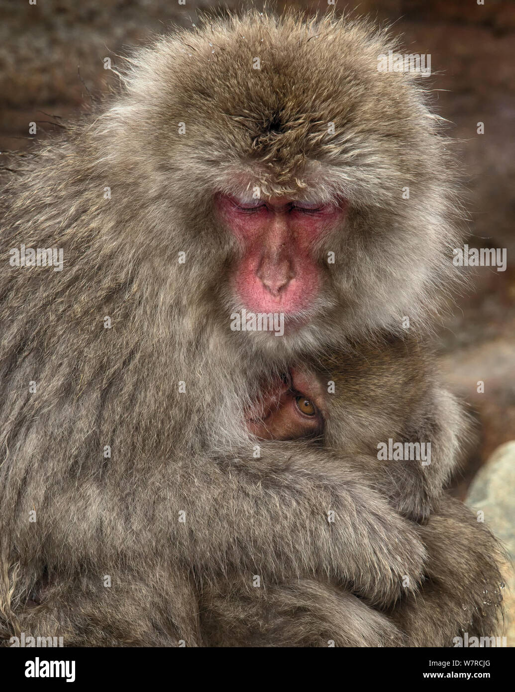 Un Macaque Japonais Macaca Fuscata Bebe Regarde Un Instant Pendant L Allaitement De Sa Mere A Jigokudani Japon Fevrier Photo Stock Alamy