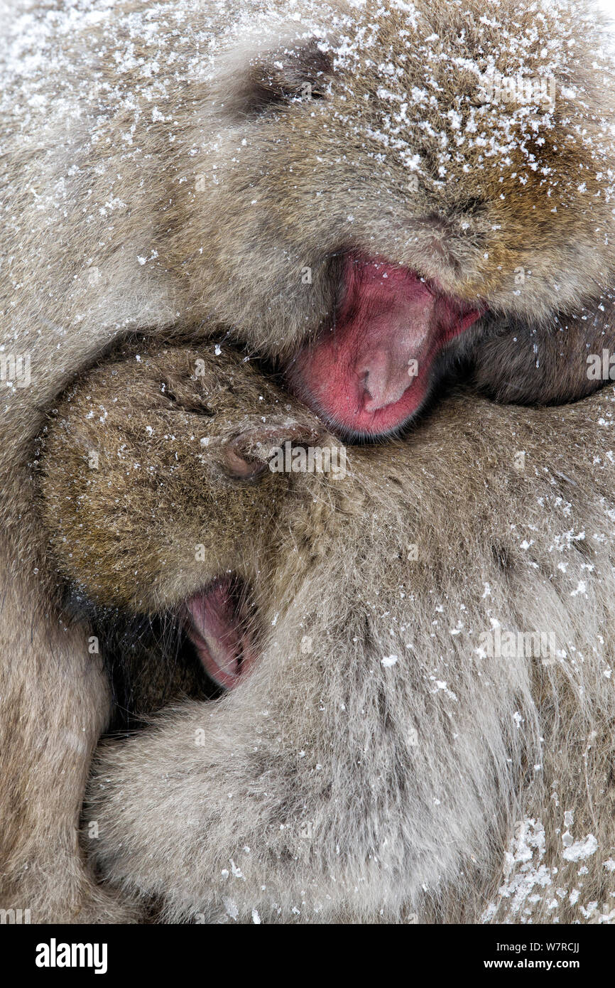 Macaque japonais (Macaca fuscata) mâle et femelle sont blottis ensemble comme la neige tombe à Jigokudani le Japon. Banque D'Images