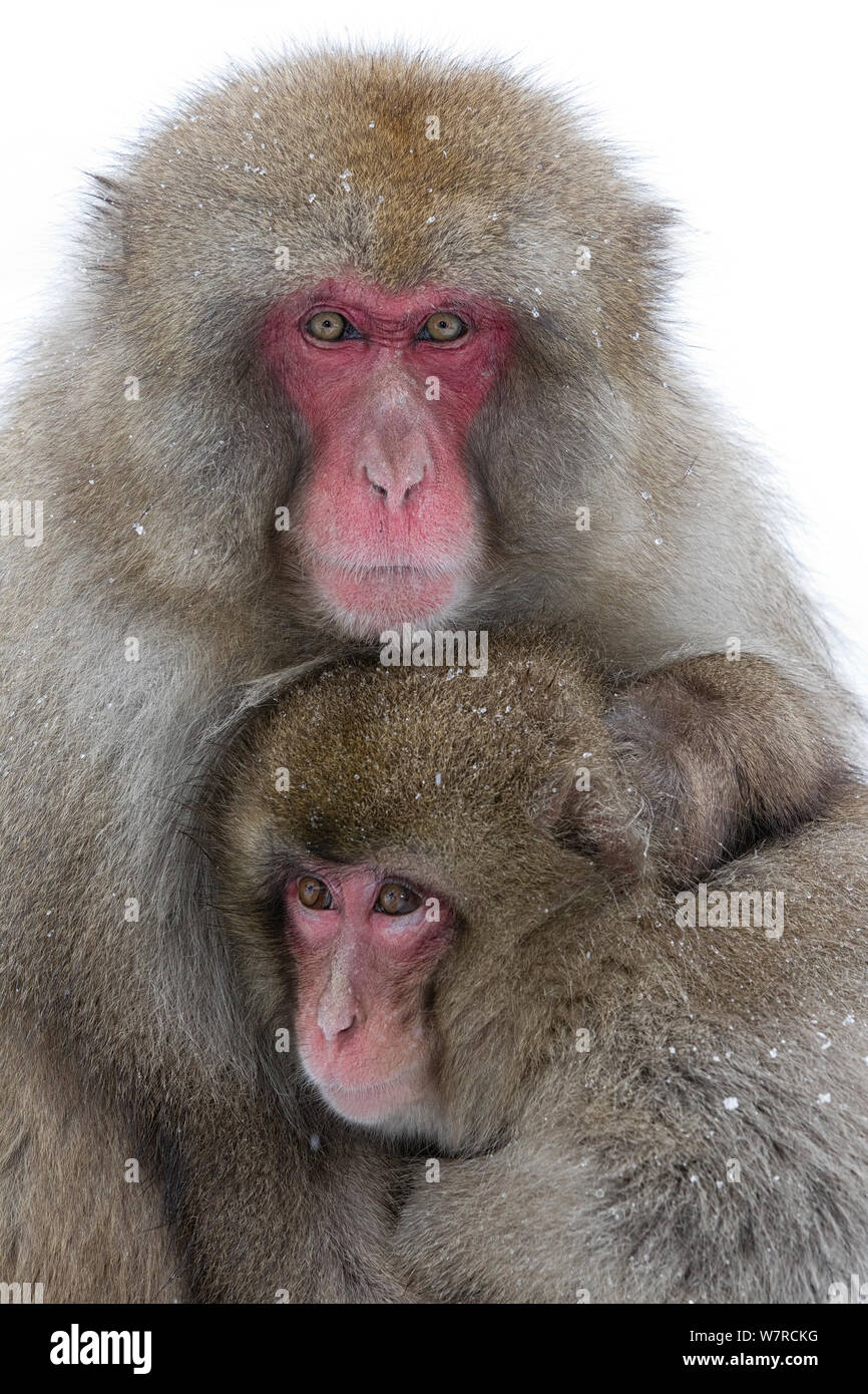 Macaque japonais (Macaca fuscata) mâle à femelle mate, Jigokudani, Japon, janvier Banque D'Images