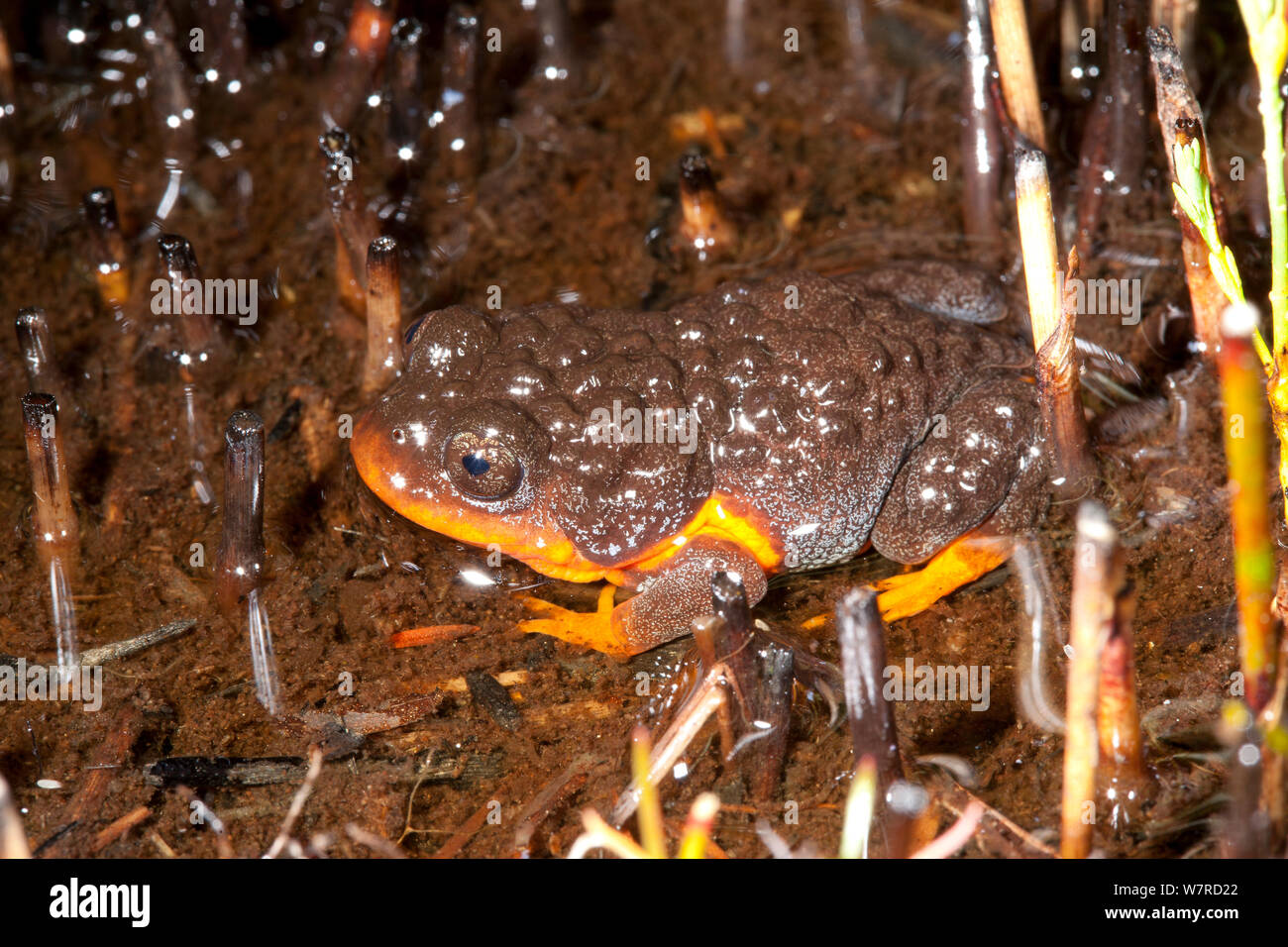 Spicospina flammocaerulea grenouille (coucher du soleil) Le Danemark, l'Australie Occidentale Banque D'Images