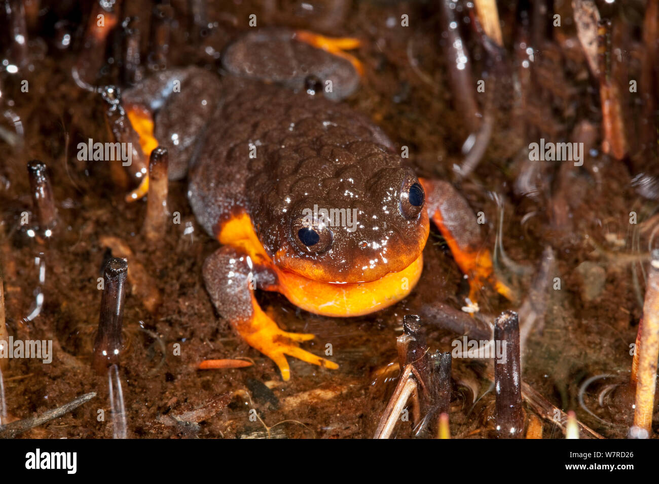 Spicospina flammocaerulea coucher du soleil (grenouille) appelant, le Danemark, l'Australie Occidentale Banque D'Images