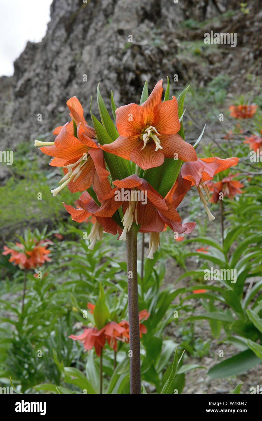 Couronne impériale ou de la couronne du Kaiser (Fritillaria imperialis) en fleur, Dashti Jum Réserver, Tadjikistan, Avril Banque D'Images