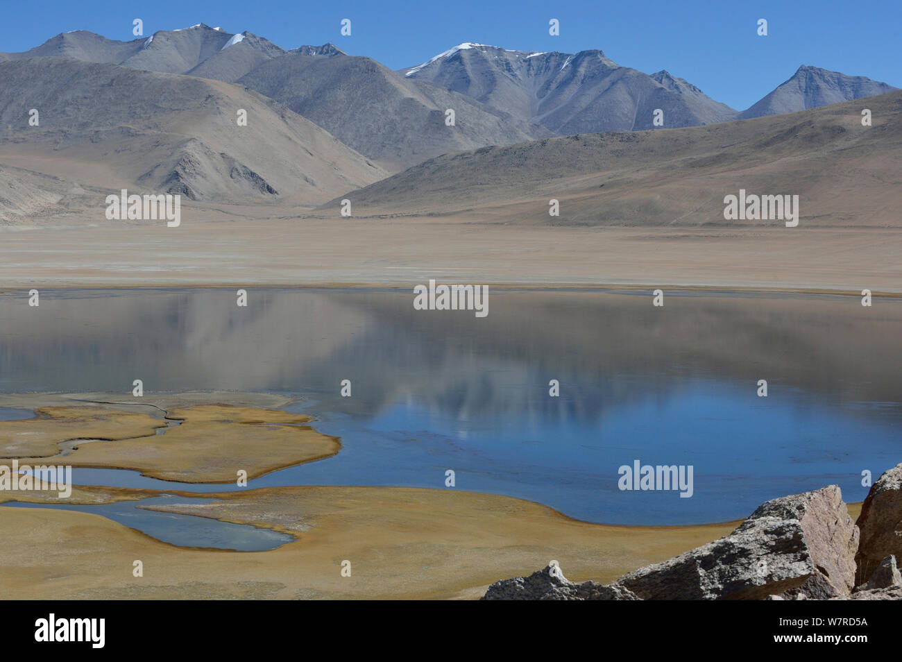 Âne sauvage du Tibet (Equus kiang), de l'habitat du lac Tso Kar, Chang Thang, à une altitude de 4600m, Ladakh, Inde, Octobre 2012 Banque D'Images