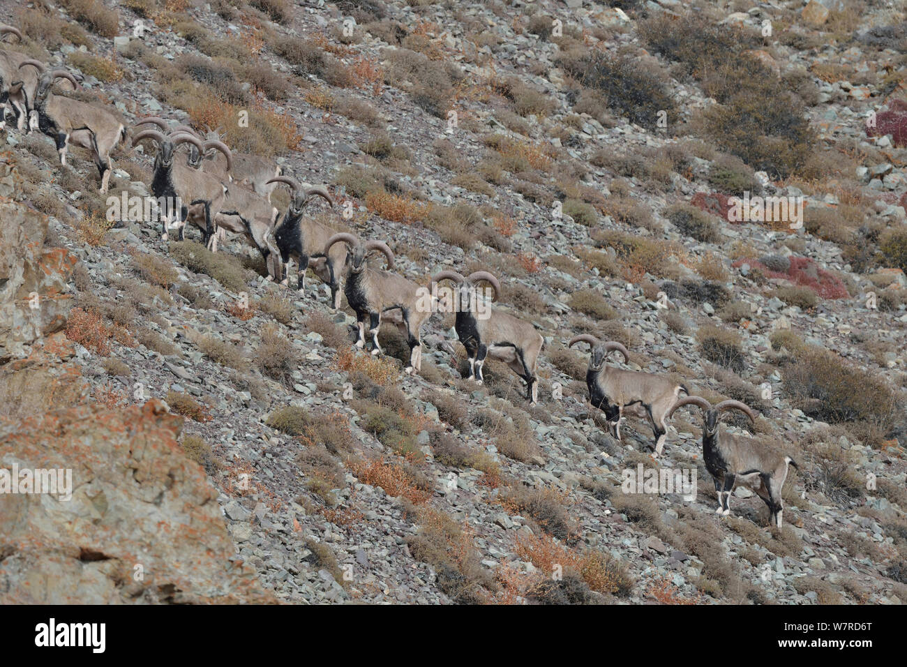 (Bharal Pseudois nayaur Ladack) troupeau de mâles, Hemis NP, à une altitude de 4700m, Ladakh, Inde Banque D'Images