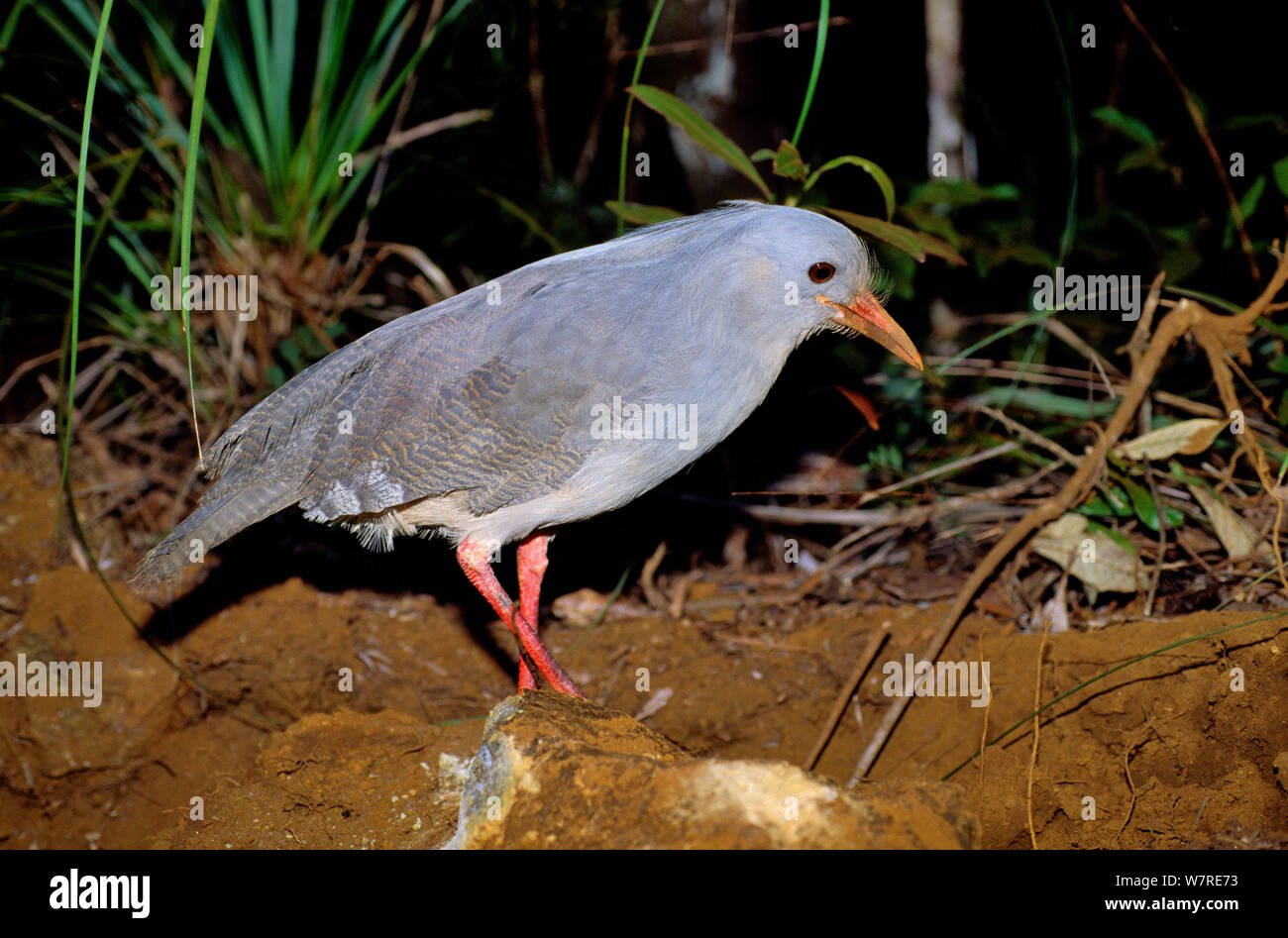 Kagu (Phynochetos jubatus) dans la nuit, Nouvelle Calédonie. Espèces menacées et endémiques Banque D'Images