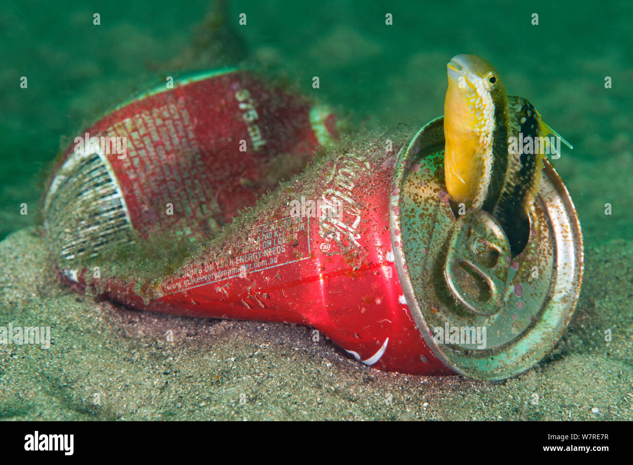 Brown (Petroscirtes blennies Sabretooth lupus) dans un coke peut jeter. Le port de Sydney, Nouvelle Galles du Sud, Australie. Banque D'Images