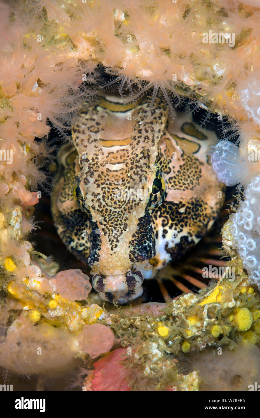 Grunt est (Rhamphocottus richardsonii) donne de son accueil dans un shell de balanes. Ce poisson est inhabituelle à évolué pour ressembler à l'acorn barnacle géant, lorsque l'abri dans un shell désaffectées comme ceci. Browning Pass, l'île de Vancouver, Colombie-Britannique, Canada. Au nord-est de l'océan Pacifique. Banque D'Images