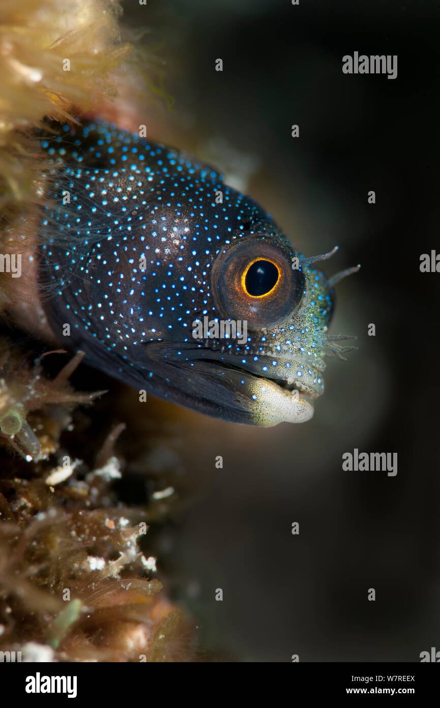 Panamic balane (blennies Acanthemblemaria hancocki). La Paz, au Mexique. Mer de Cortez, à l'Est Pacitic océan. Banque D'Images