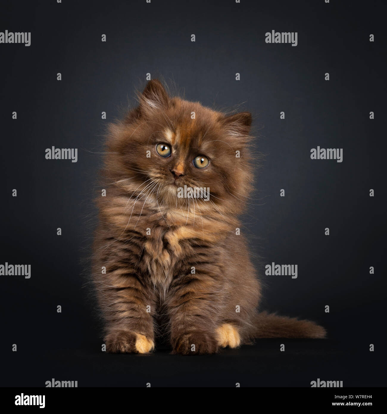 British Longhair tortie brun mignon chat chaton, assis face à l'avant. En regard à la caméra avec inclinaison de la tête et des yeux orange développe. Isolé sur bla Banque D'Images