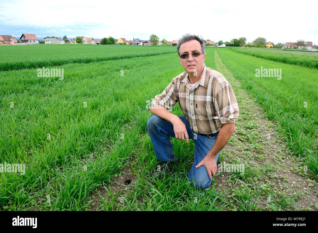 Christian Schmitt, un hamster commun friendly farmer, l'inspection d'un hamster commun (Cricetus cricetus) burow dans son champ de blé, l'Elsenheim, Alsace, France, mai 2013 Banque D'Images