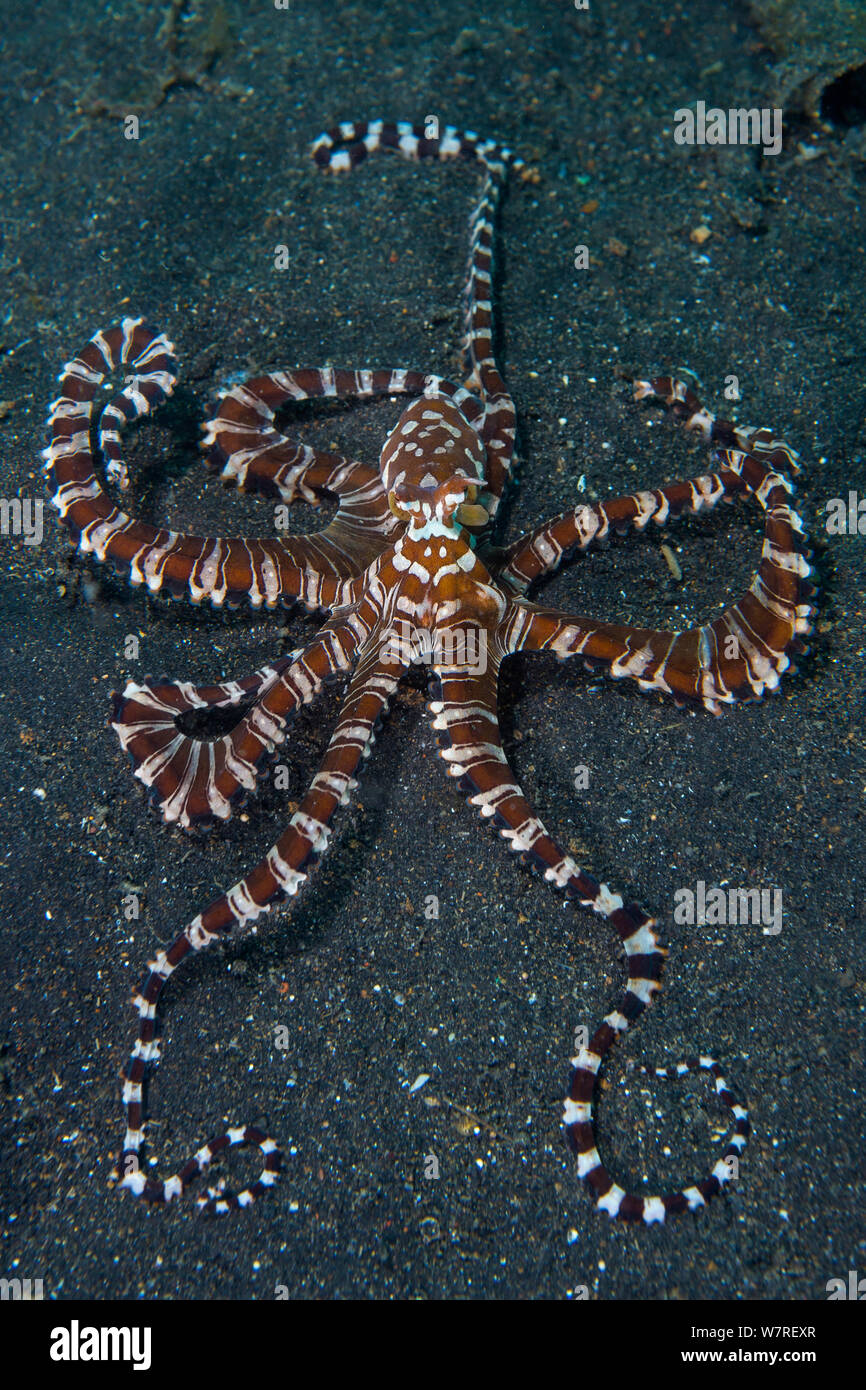 Wonderpus Wunderpus photogenicus (Octopus) explore les fonds marins à la recherche de proies. Détroit de Lembeh, au nord de Sulawesi, Indonésie. Mer Molluca Banque D'Images