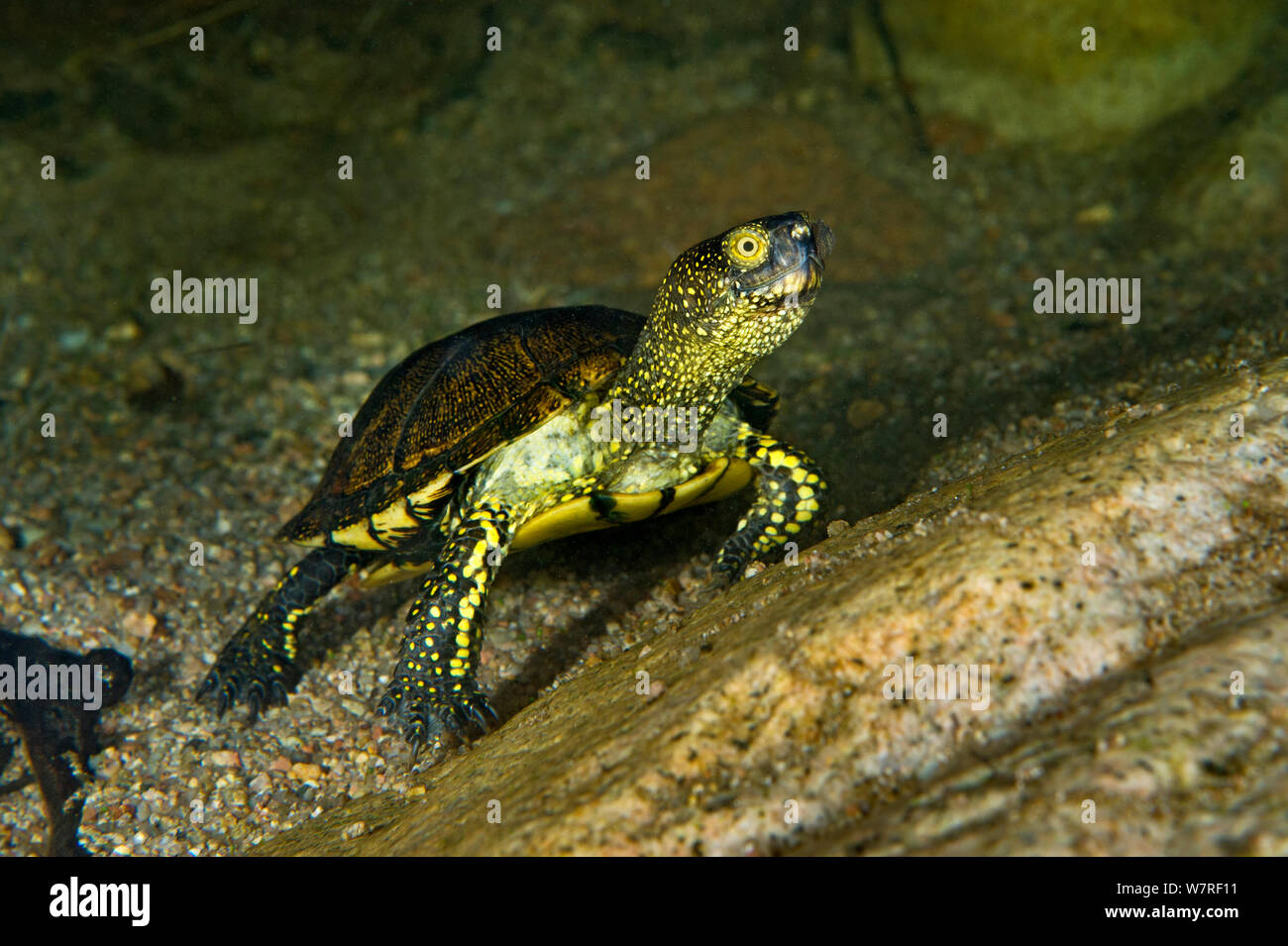 La tortue cistude (Emys orbicularis) sur le lit d'un ruisseau de montagne de granit. Celui-ci a un petit escargot d'eau douce sur son museau. San Teodoro, Sardaigne, Italie. Banque D'Images