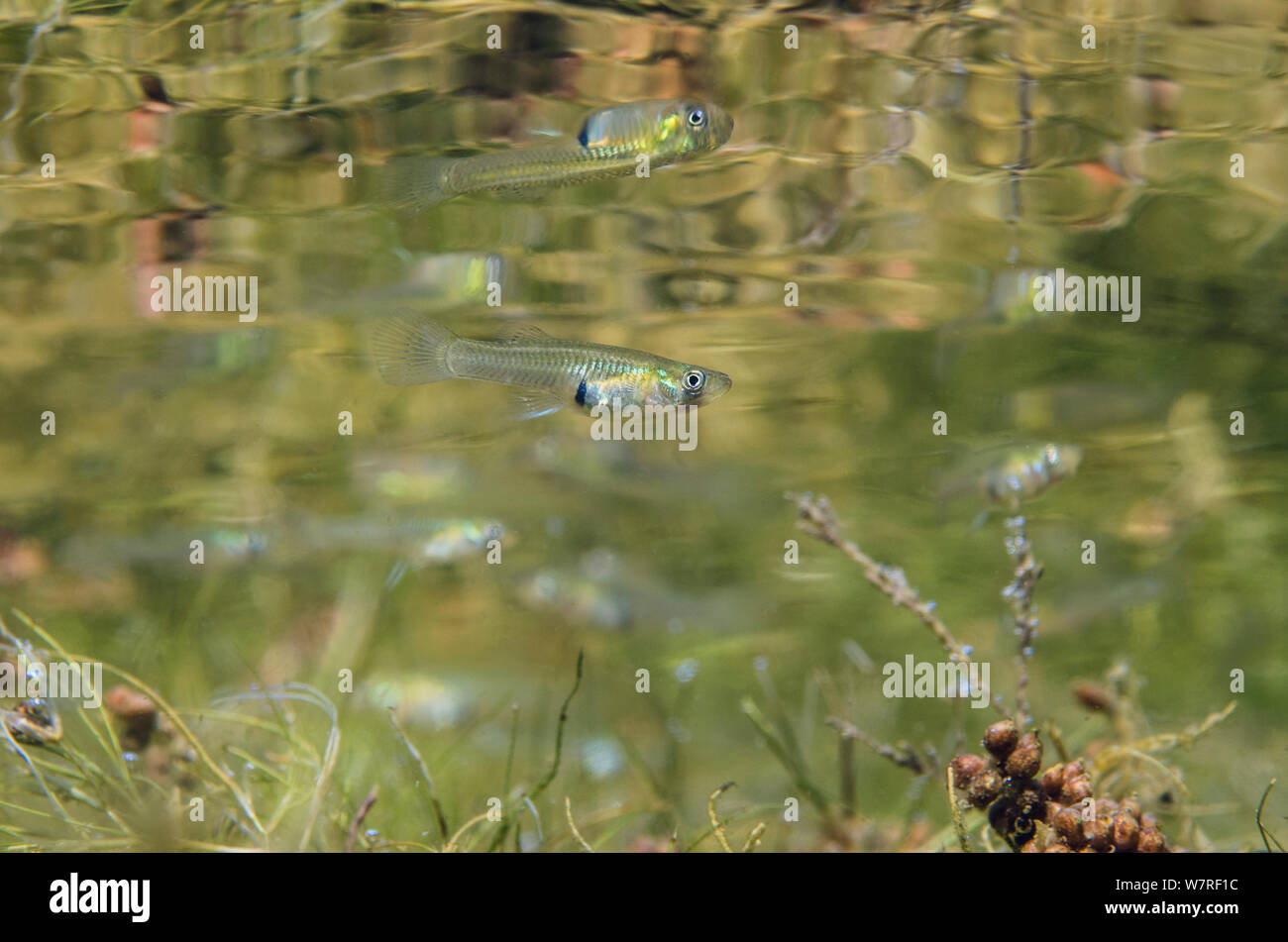 Poisson Moustique Banque D Image Et Photos Alamy