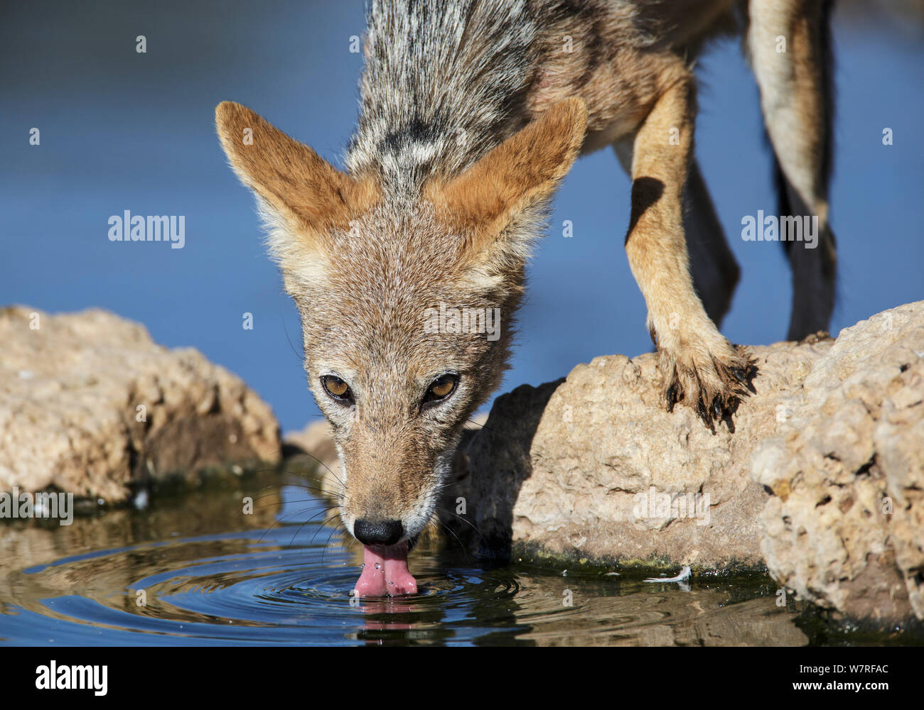 Le Chacal à dos noir (Canis mesomelas) boire, Kgalagadi Transfrontier Park, Afrique du Sud. Janvier Banque D'Images