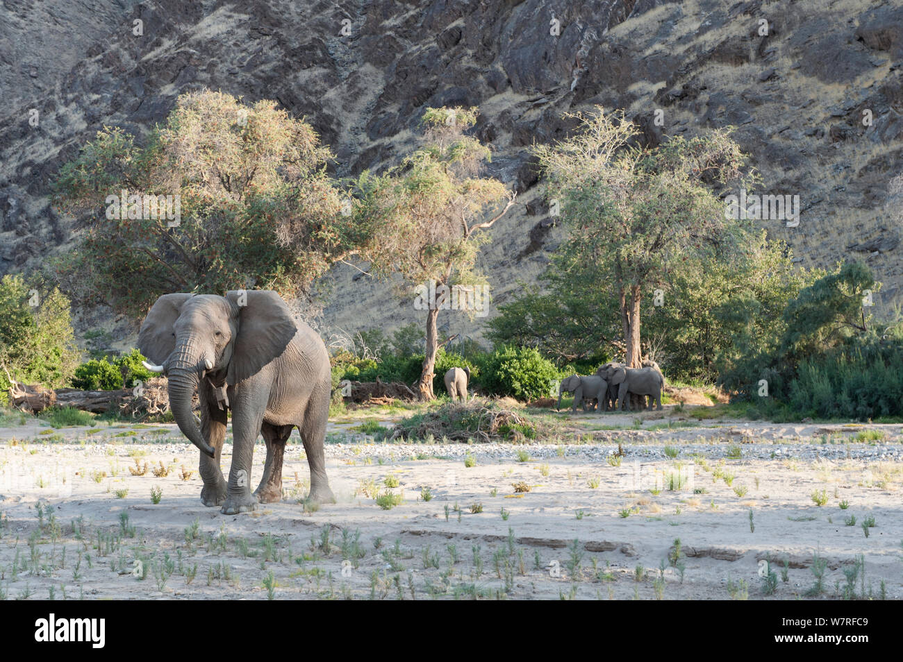 L'éléphant africain (Loxodonta africana), la Namibie désert Kaokoveld Banque D'Images