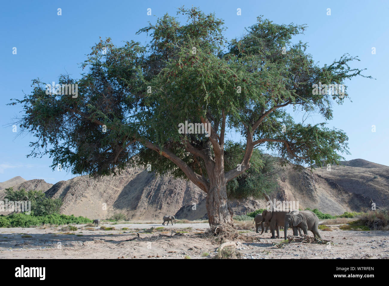 Les éléphants d'Afrique (Loxodonta africana) à l'ombre d'un arbre, Désert, Namibie Kaokoveld Banque D'Images
