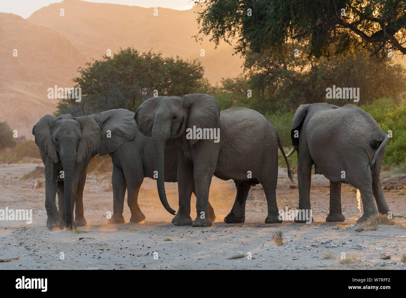L'éléphant africain (Loxodonta africana) troupeau au lever du soleil, la Namibie, Désert Kaokoveld Banque D'Images