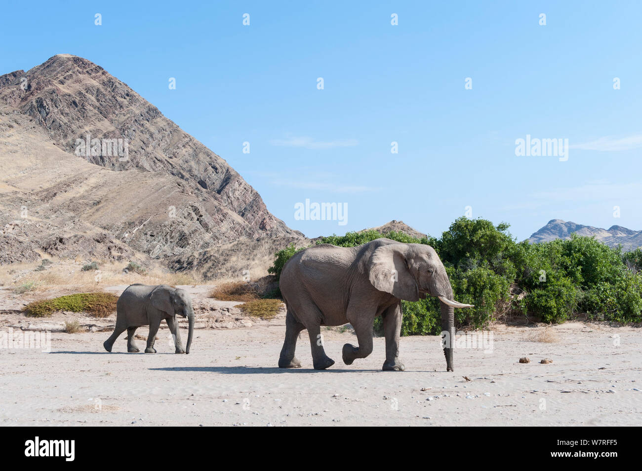 L'éléphant africain (Loxodonta africana) et adultes, bébé, la Namibie désert Kaokoveld Banque D'Images