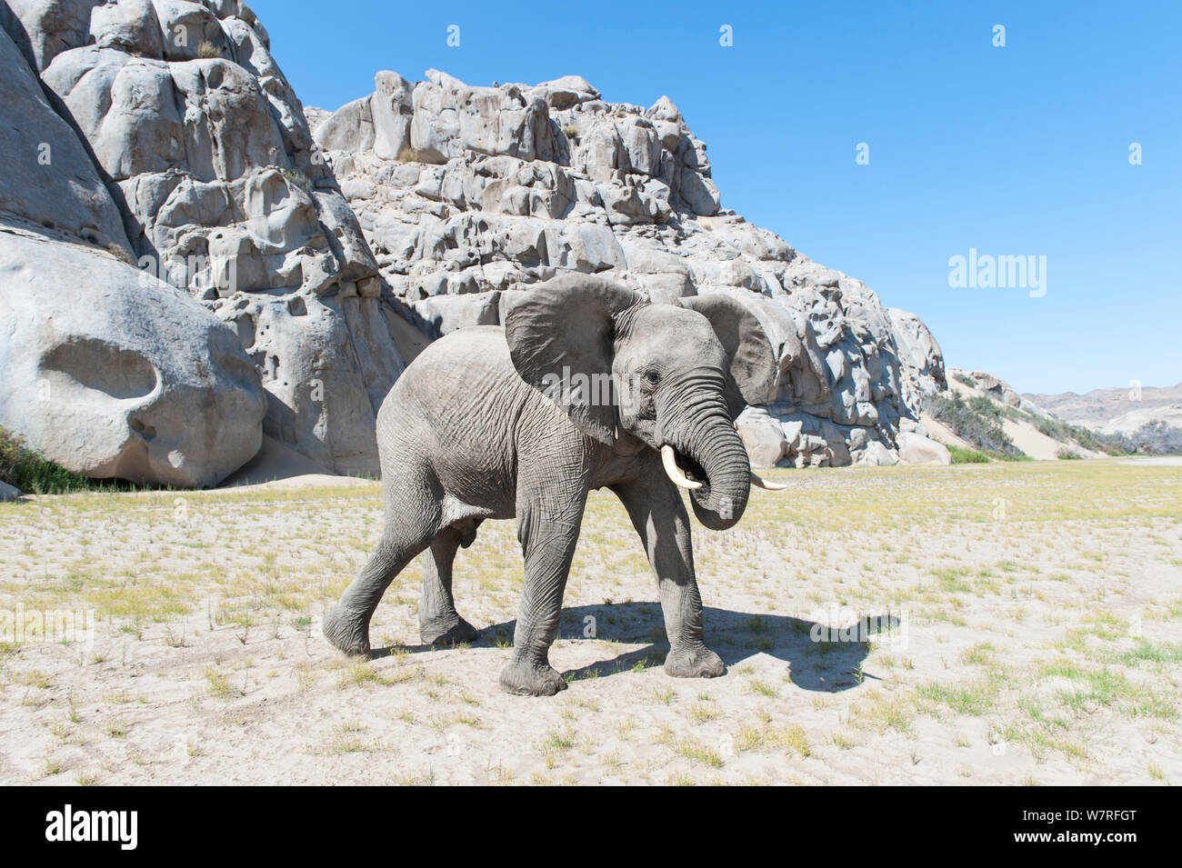 L'éléphant africain (Loxodonta africana), bébé, la Namibie désert Kaokoveld Banque D'Images