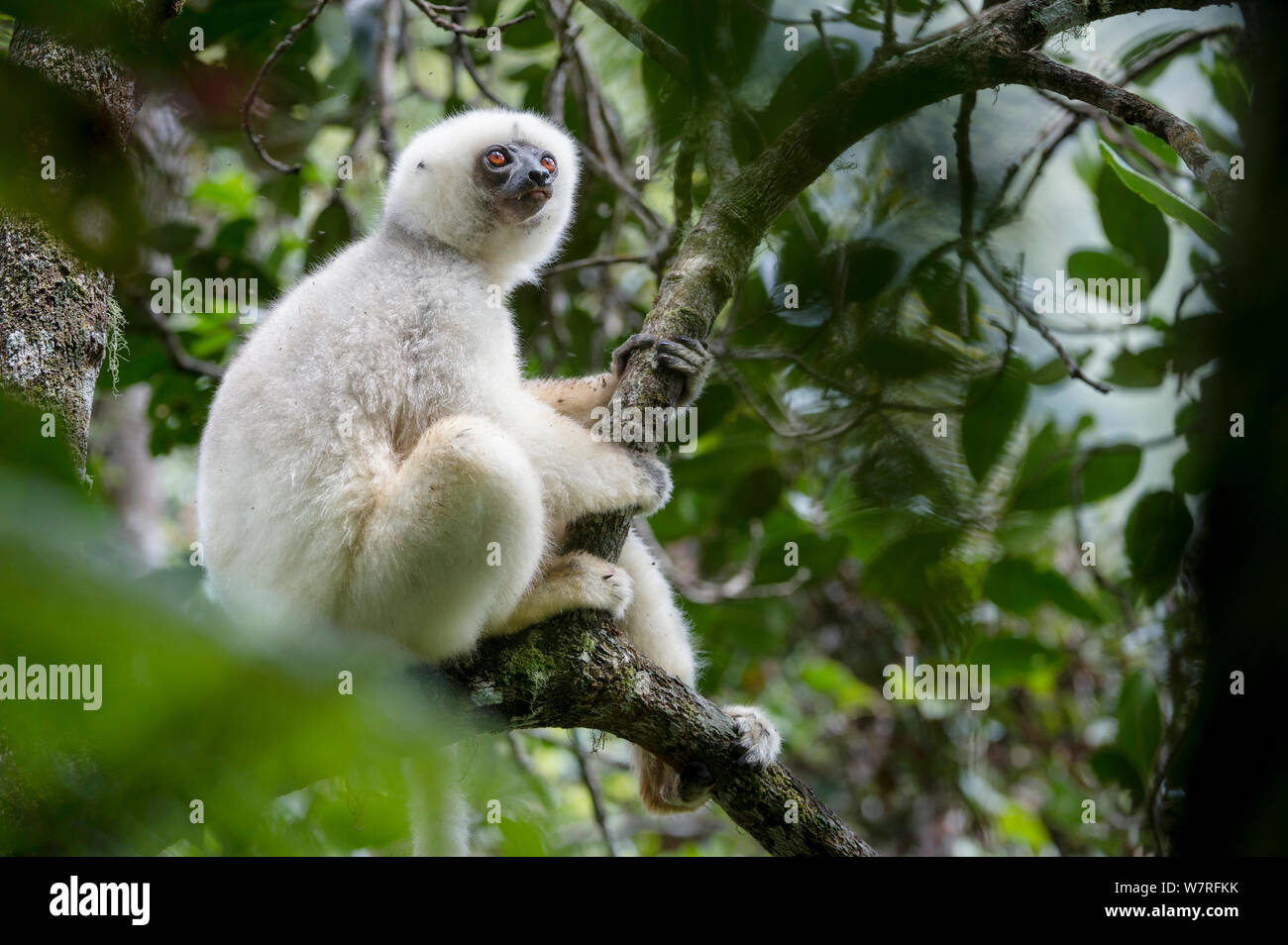 Mâle adulte Propithèque soyeux (Propithecus candidus) dans la région de couvert forestier. Le Parc National de Marojejy, au nord est de Madagascar. Critique d'extinction Banque D'Images