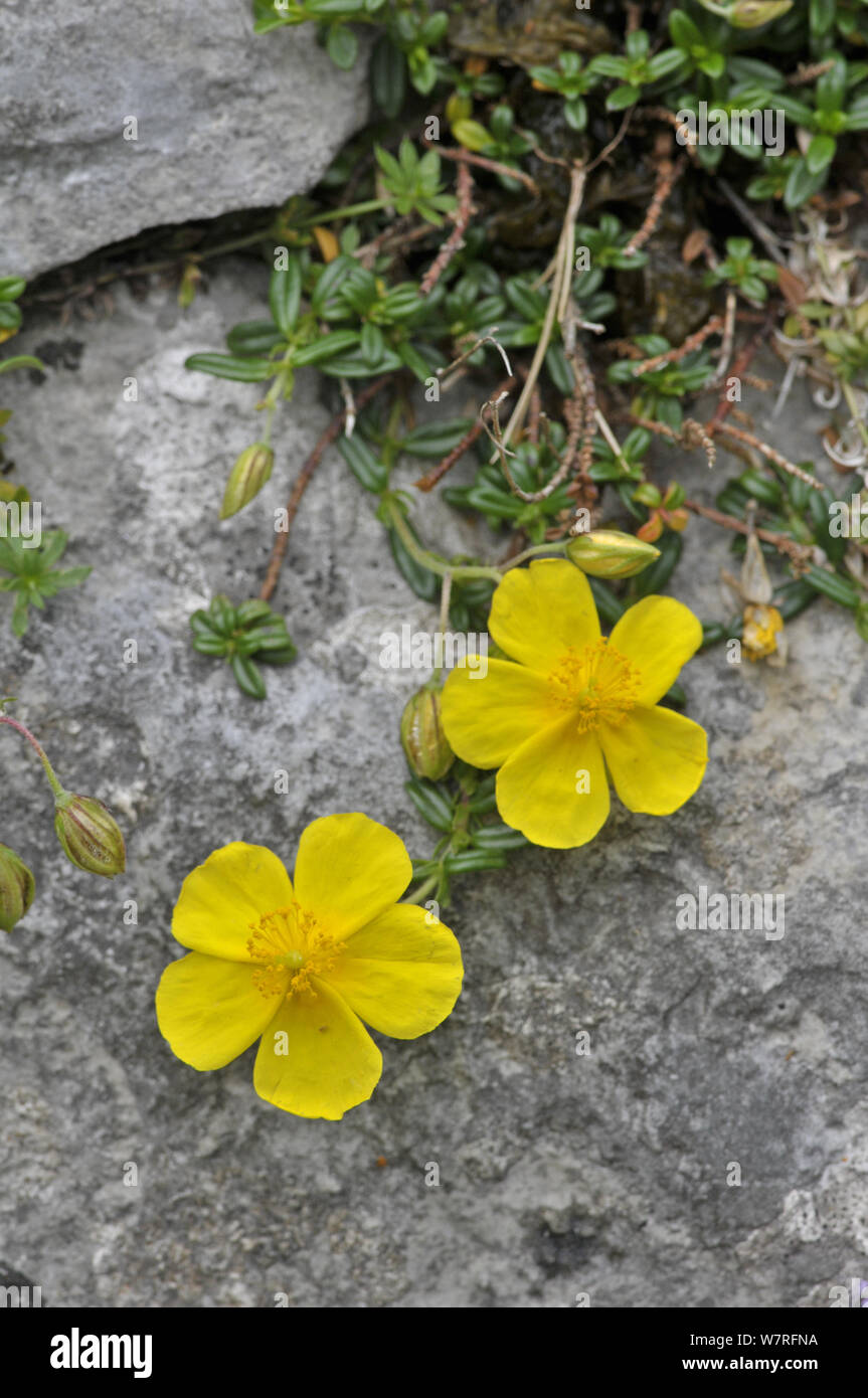 Politique Rock Rose Helianthemum nummularium) (en fleurs sur les rochers, Picos de Europa, l'Espagne Banque D'Images