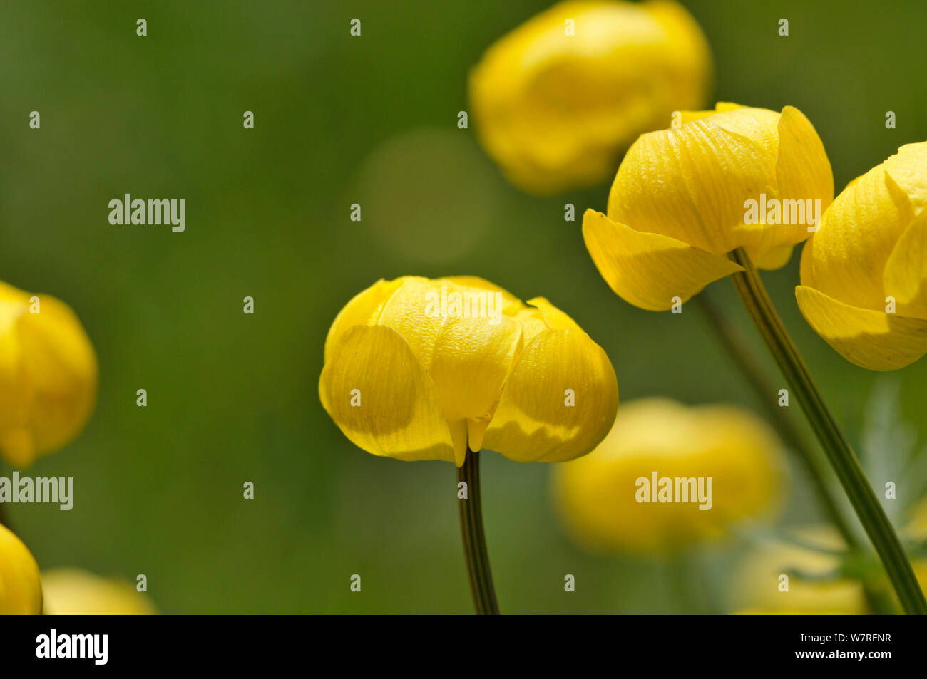 Globeflowers (Trollius europaeus) floraison, Picos de Europa, l'Espagne. Banque D'Images