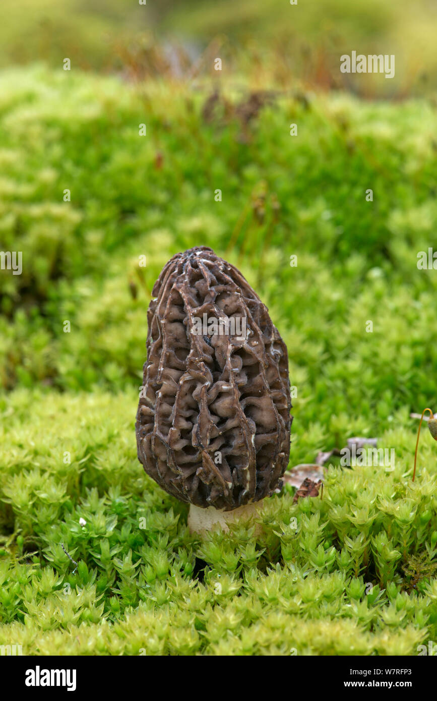 Morel (Morchella esculenta) champignon cultivé Banque D'Images