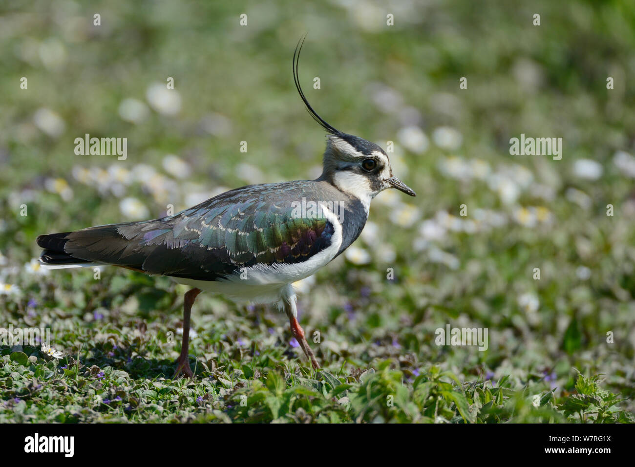 Le vanneau sociable (Vanellus vanellus) marche sur tapis de fleurs marges d'un lac, Gloucestershire, Royaume-Uni, mai. Banque D'Images