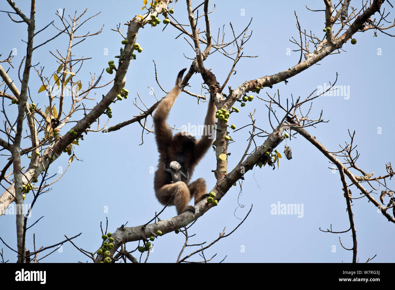 Gibbon Hoolock de l'Ouest (Hoolock hoolock) femmes exerçant son nouveau-né sur un figuier, Gibbon Wildlife Sanctuary, Assam, Inde. En voie de disparition. Banque D'Images