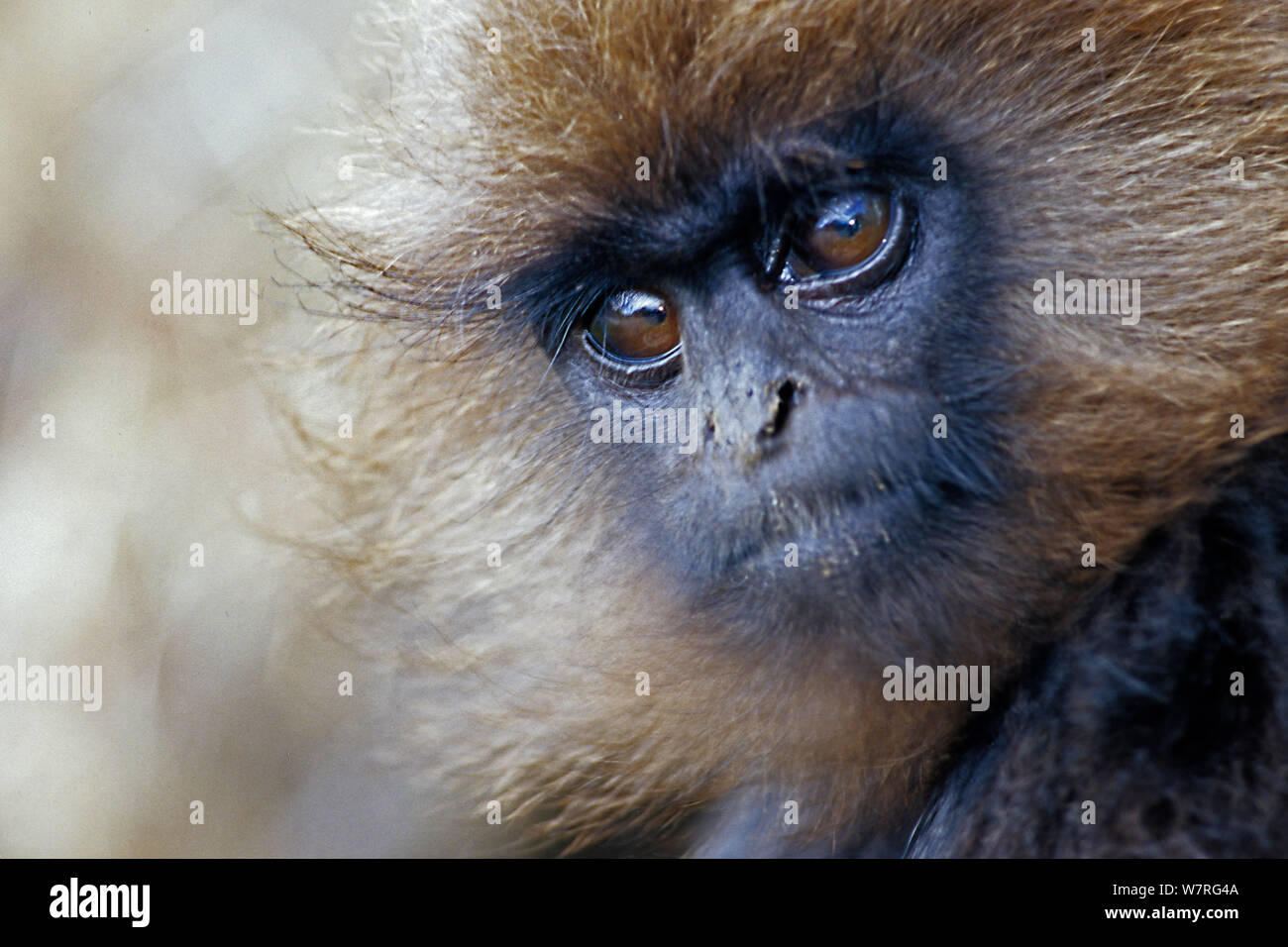 (Trachypithecus johnii Nilgiri langur) montagnes de Nilgiri, Réserve de biosphère de Nilgiri, Tamil Nadu, Inde. Les espèces vulnérables. Banque D'Images