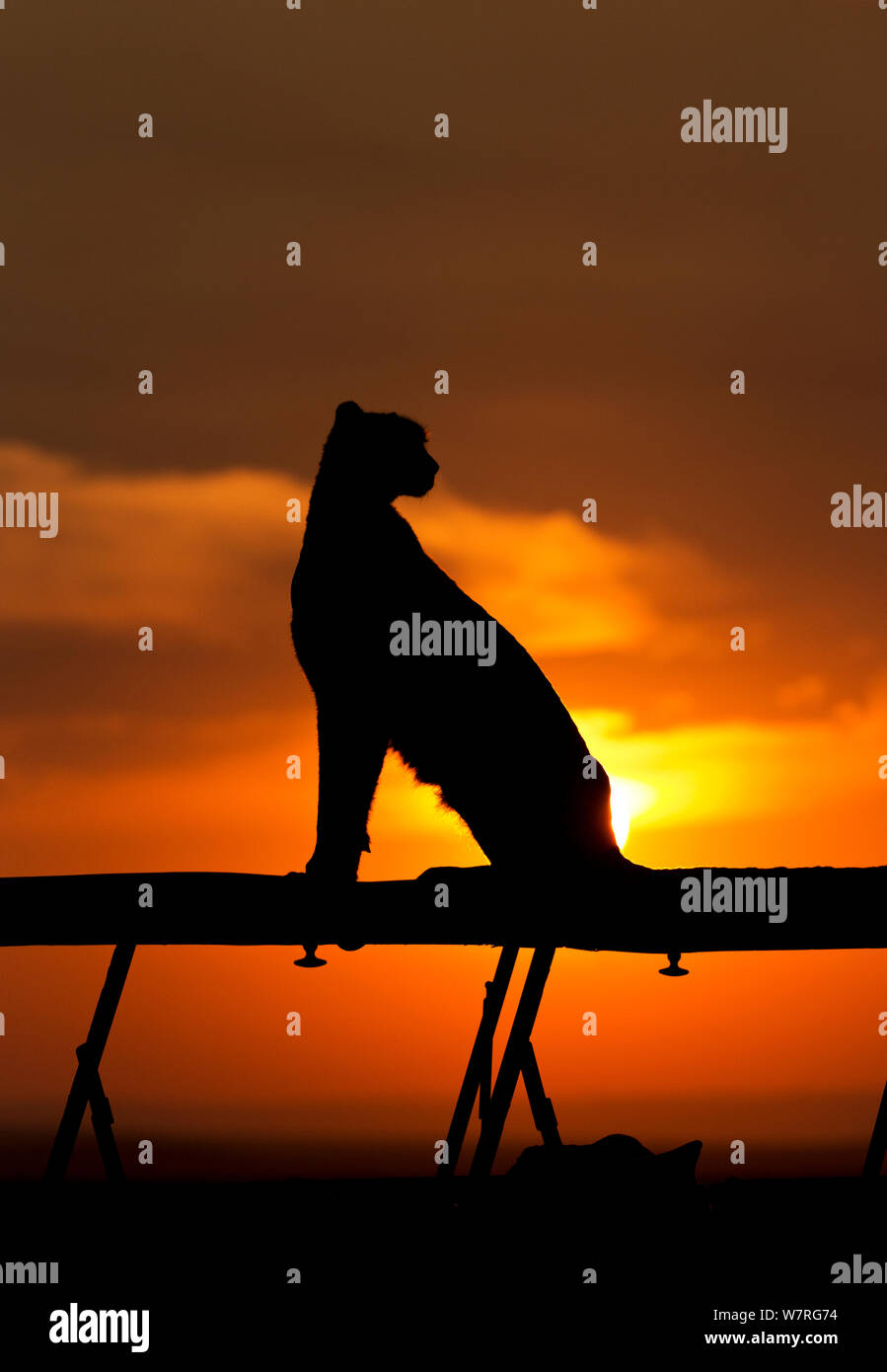 Le Guépard (Acinonyx jubatus) femmes 'Malaika maintien' attention aux véhicules de proies au coucher du soleil, Masai Mara, Kenya, Afrique Banque D'Images